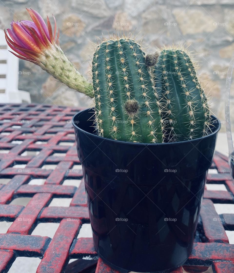 Cactus with bloom