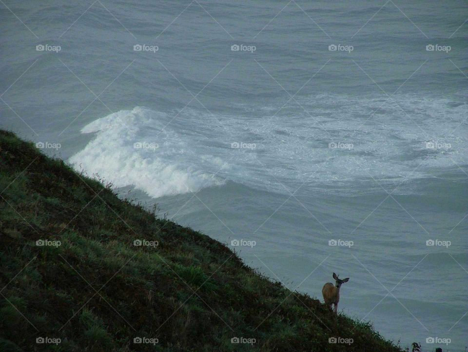 Wave of Intention. From the Oregon coast.  a deer ascends from the water.