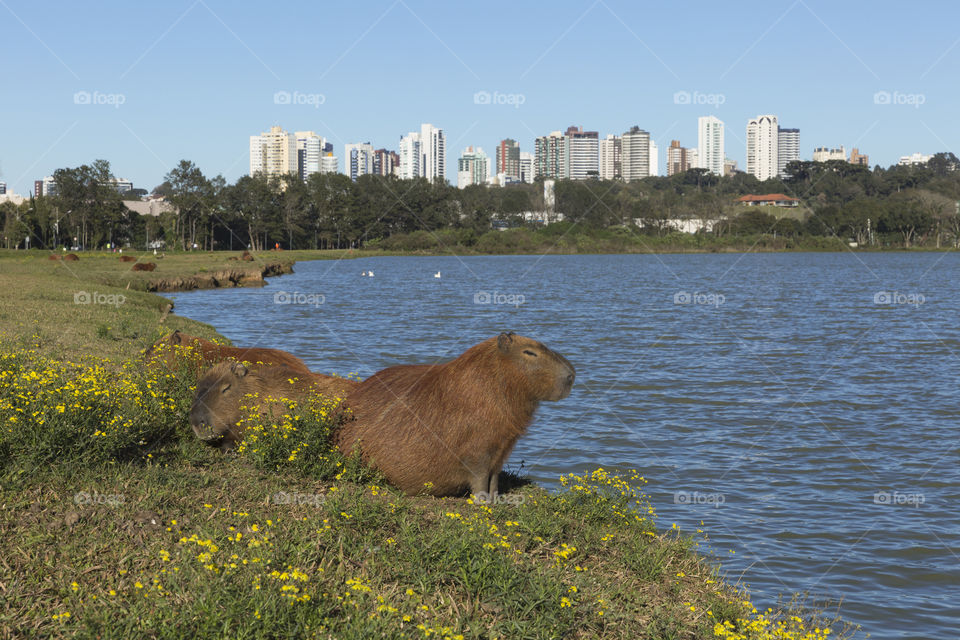 Barigui Park in Curitiba Parana Brazil.