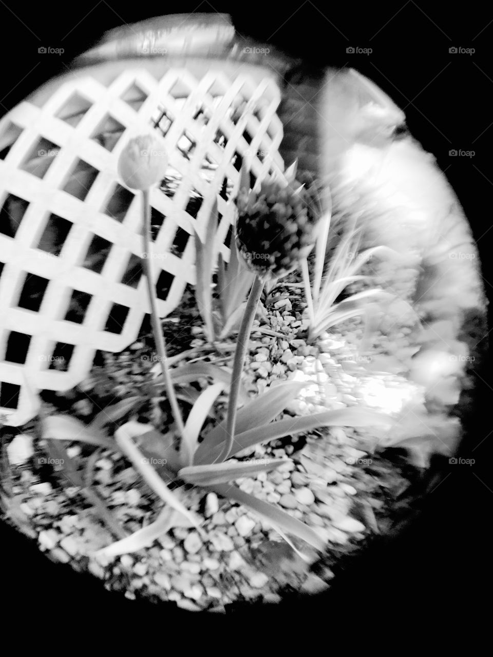 Done in black and white style. Alums flowers in rock garden with lattice back ground.