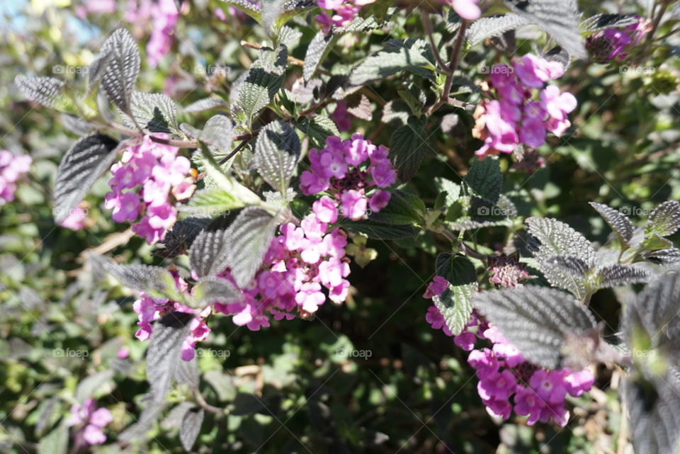 Lantana Camara L.
Springs 
California Flower