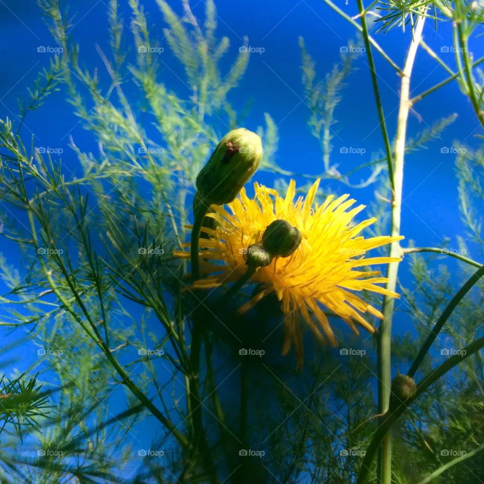 Wild flower