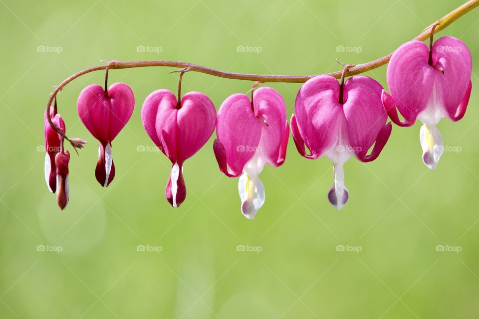 Beautiful pink bleeding heart flower in fair weather 