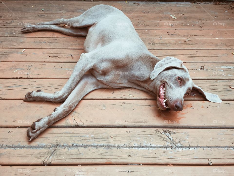 Weimaraner laying on deck