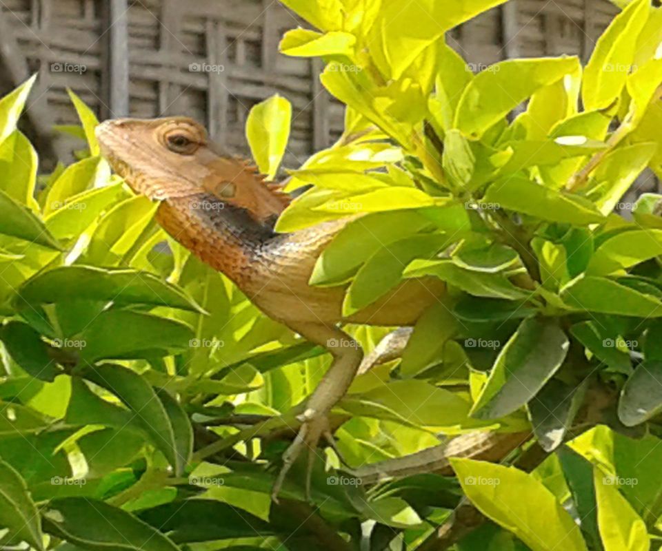 Lizard hiding under tree leaves