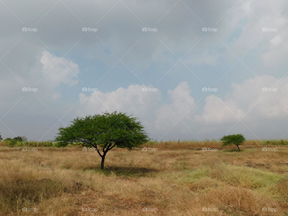 This is a beautiful tree in a vast field. It's propped a top hill with a beautiful landscape surrounding it.