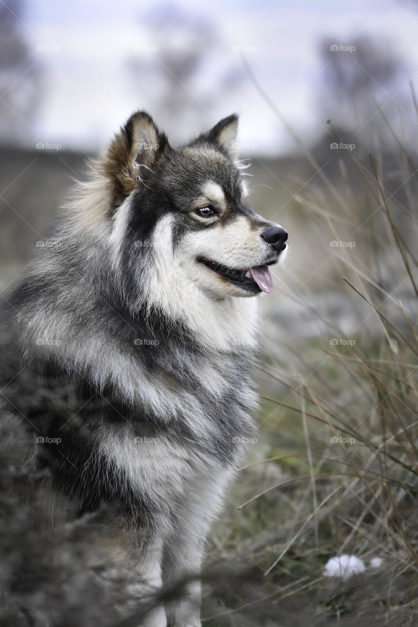 Portrait of a young Finnish Lapphund outdoors 