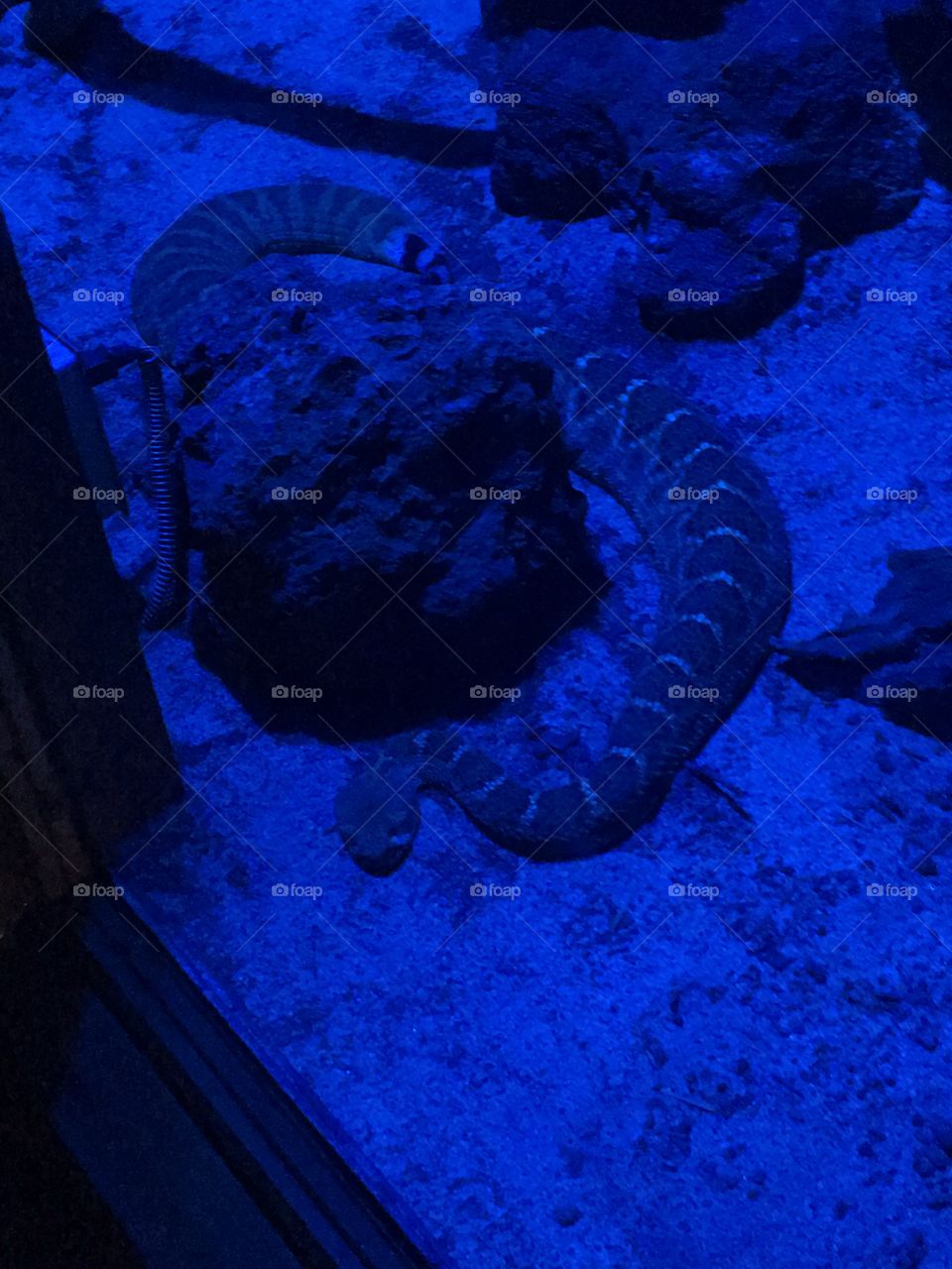 Underwater, No Person, Fish, Invertebrate, Water