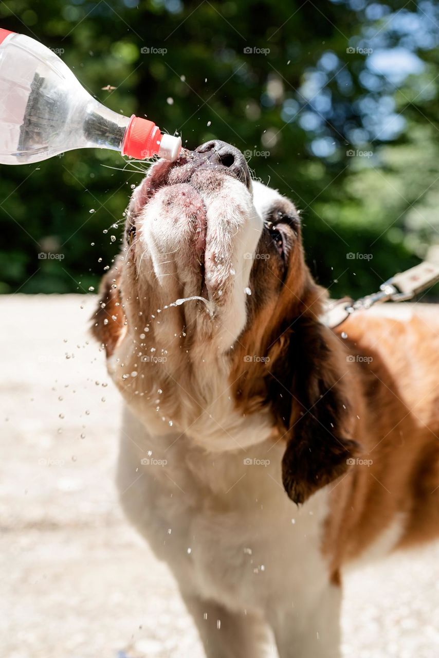 dog drink from bottle with splashes