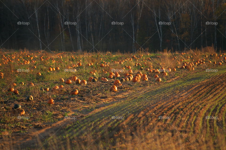 Country Pumpkins