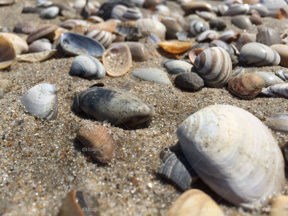 Sea. Shell