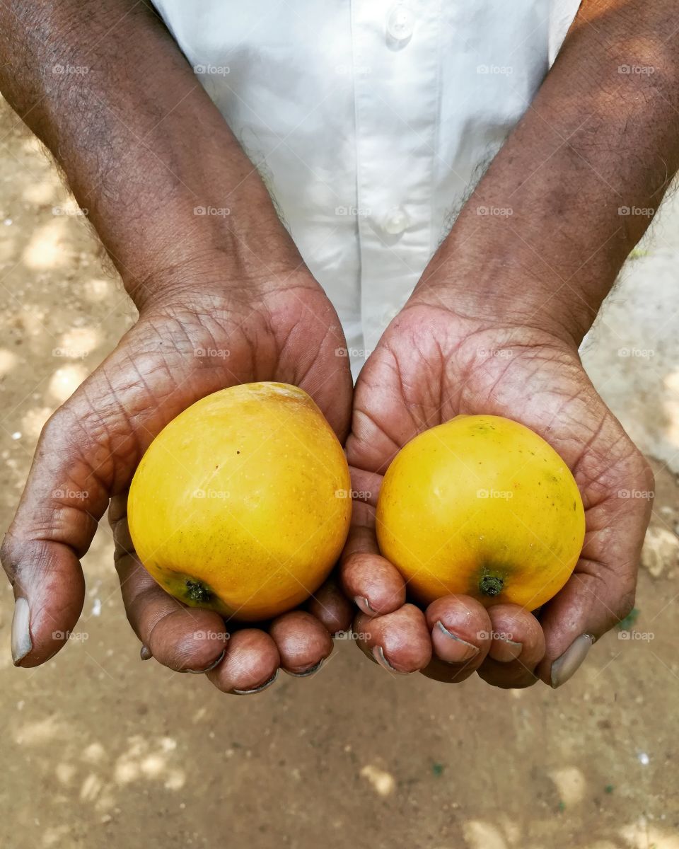 Mangoes fruit on human hand