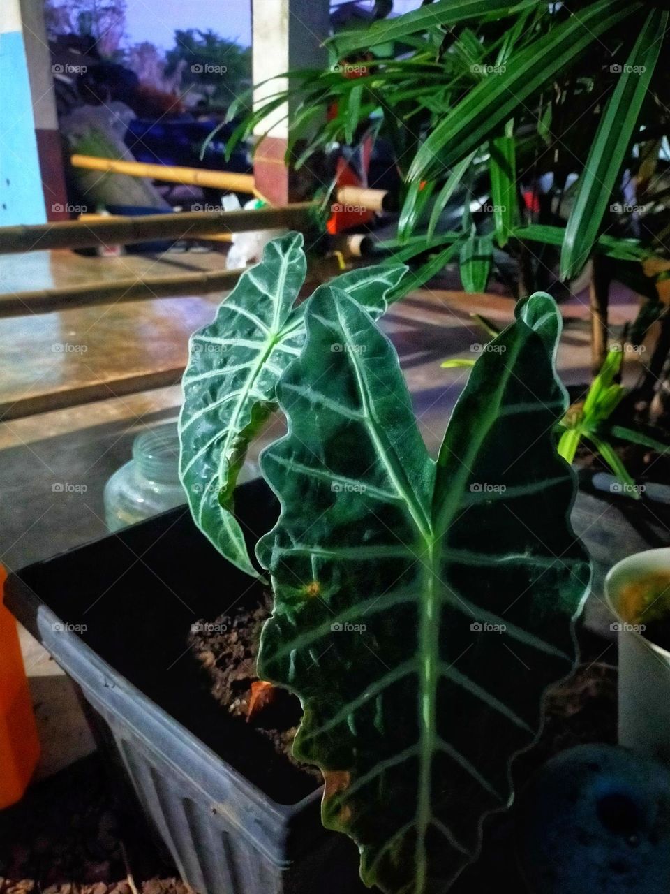 Flowers, plants, including wood grains that have different colors.