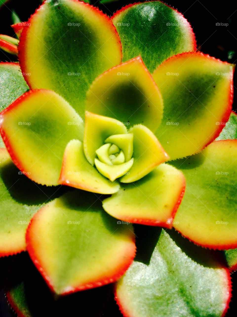 Summer succulent color