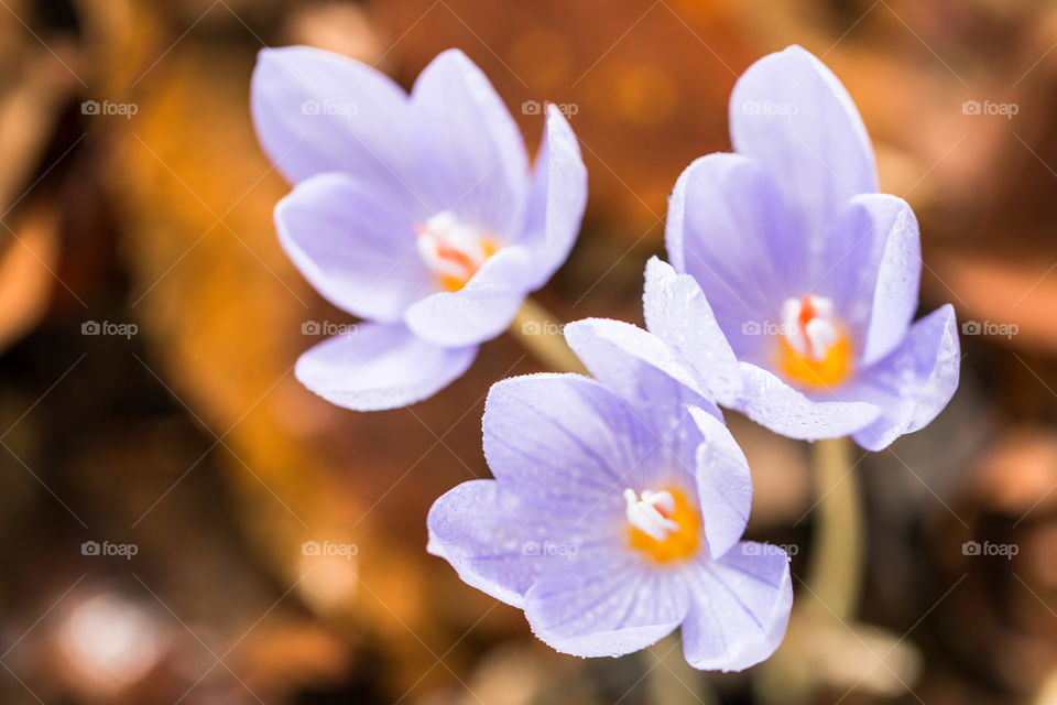 Wild Flowers Macro
