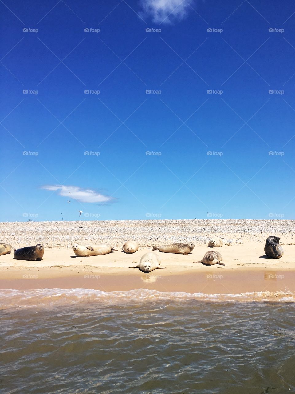 Seals on the beach