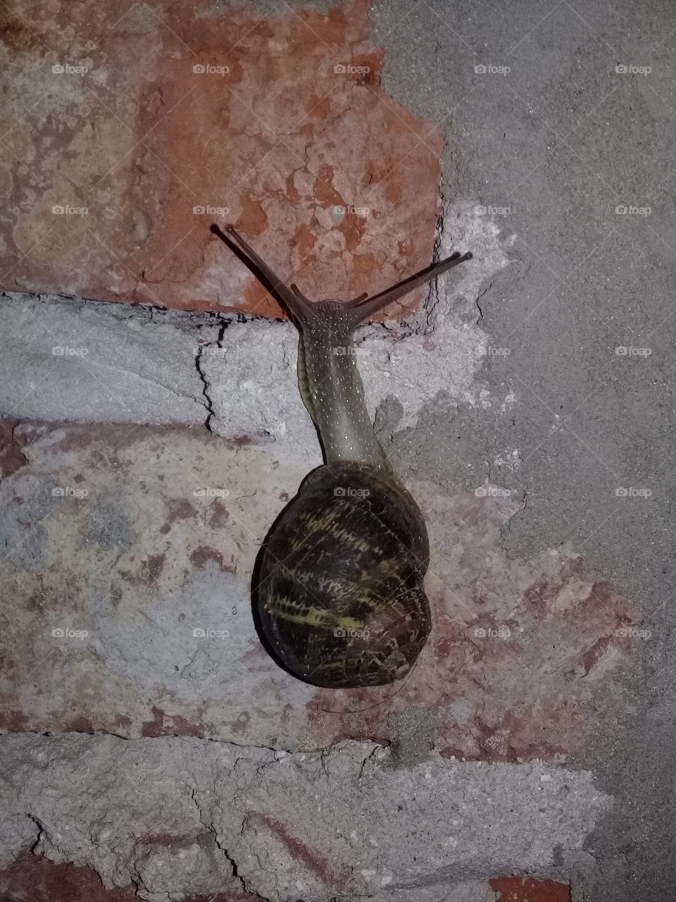 imagen de un caracol arrastrándose sobre la superficie de una pared de ladrillos sin revocar