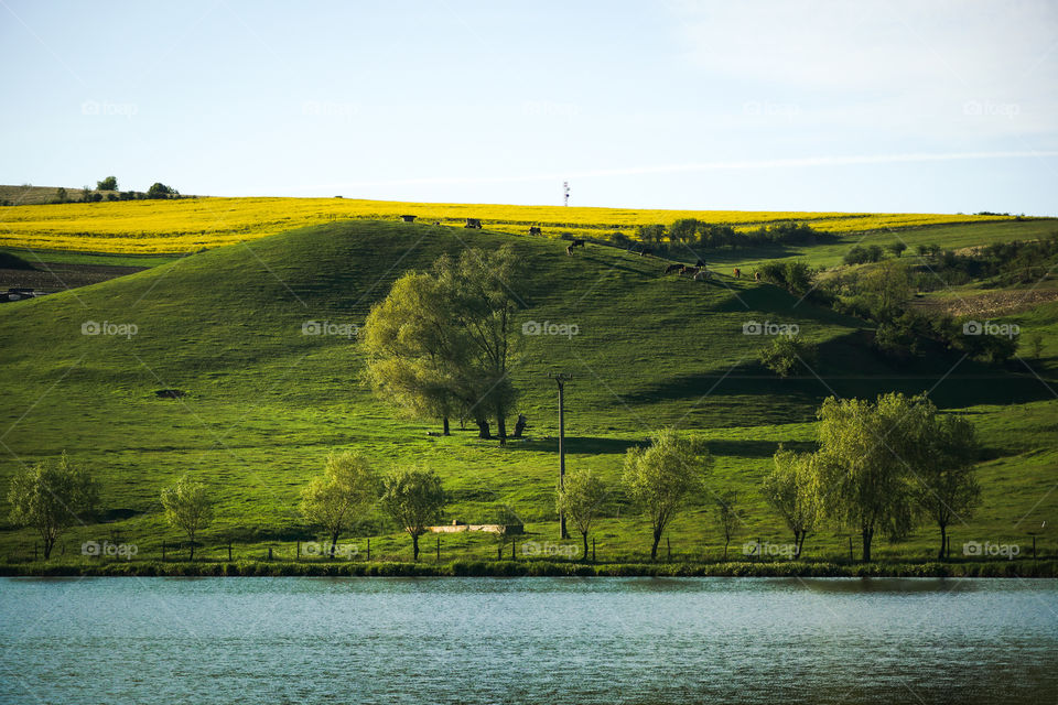 Green and yellow fields