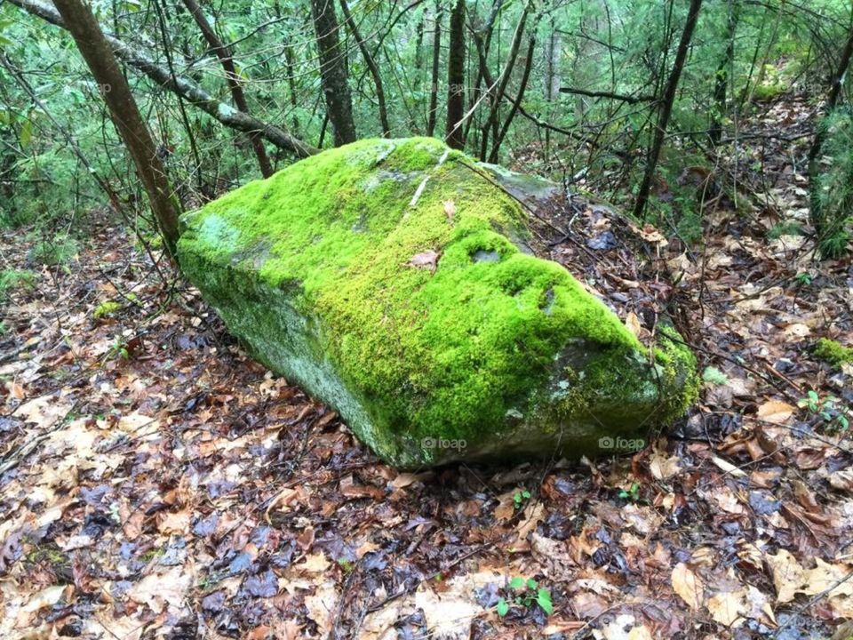 Large rock covered with moss , Great Smoky National Park . Smoky Mountains in Tennessee . 