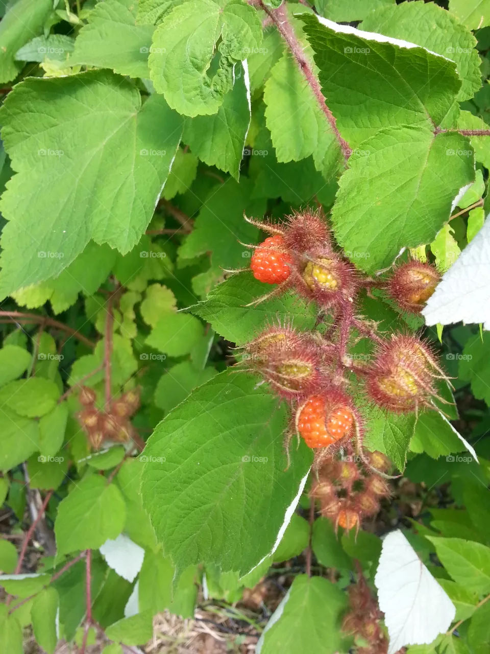 Nature, Leaf, Summer, Flora, Food