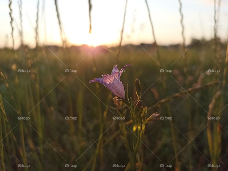 Campanula patula or spreading bellflower is a plant species of the genus Campanula