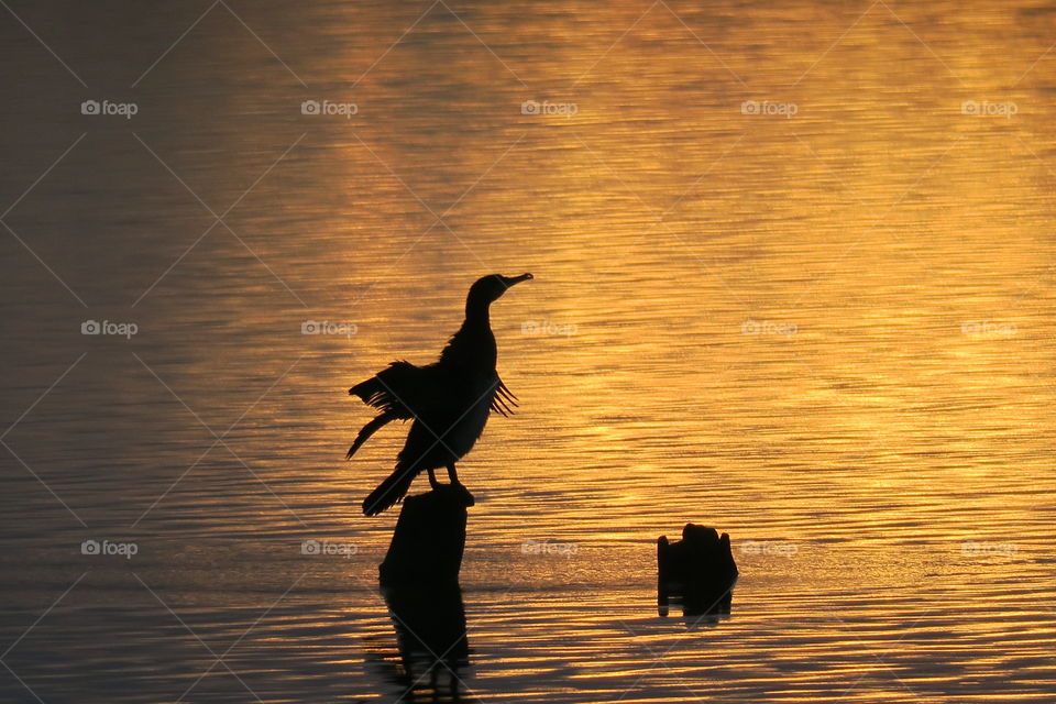 Seabird enjoying autumn sunset