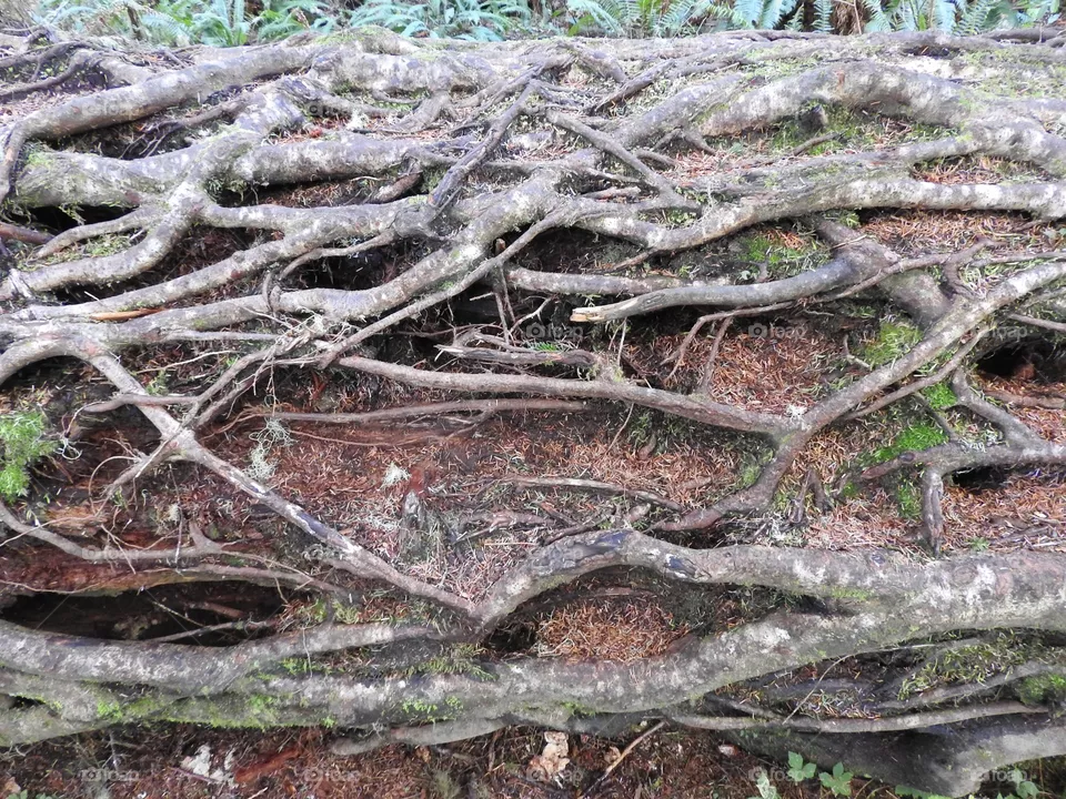 Roots