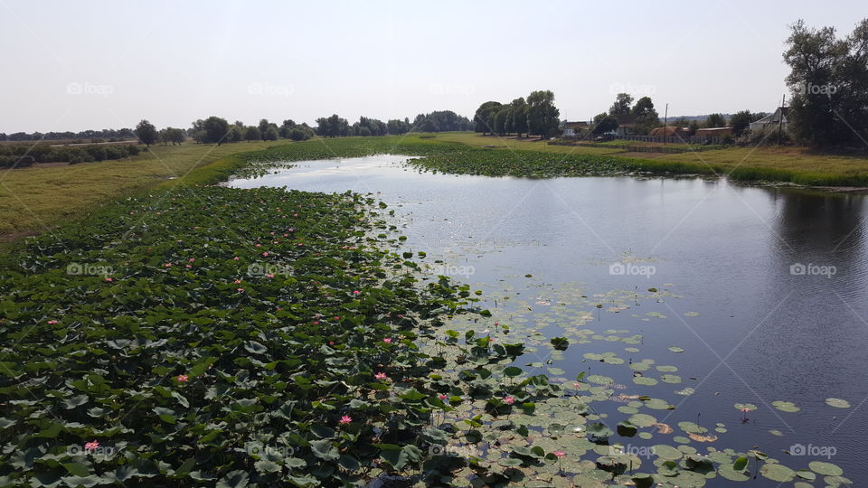 Lotuses