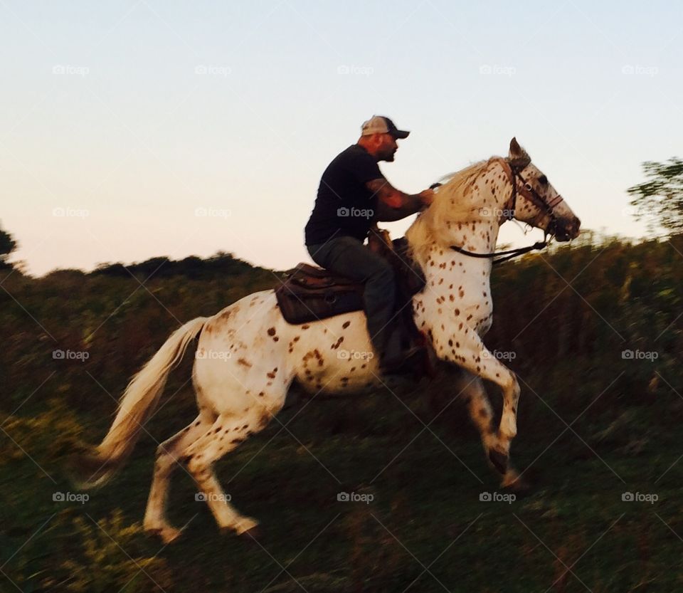 Appaloosa Gelding. My husband riding the gelding up a hill.