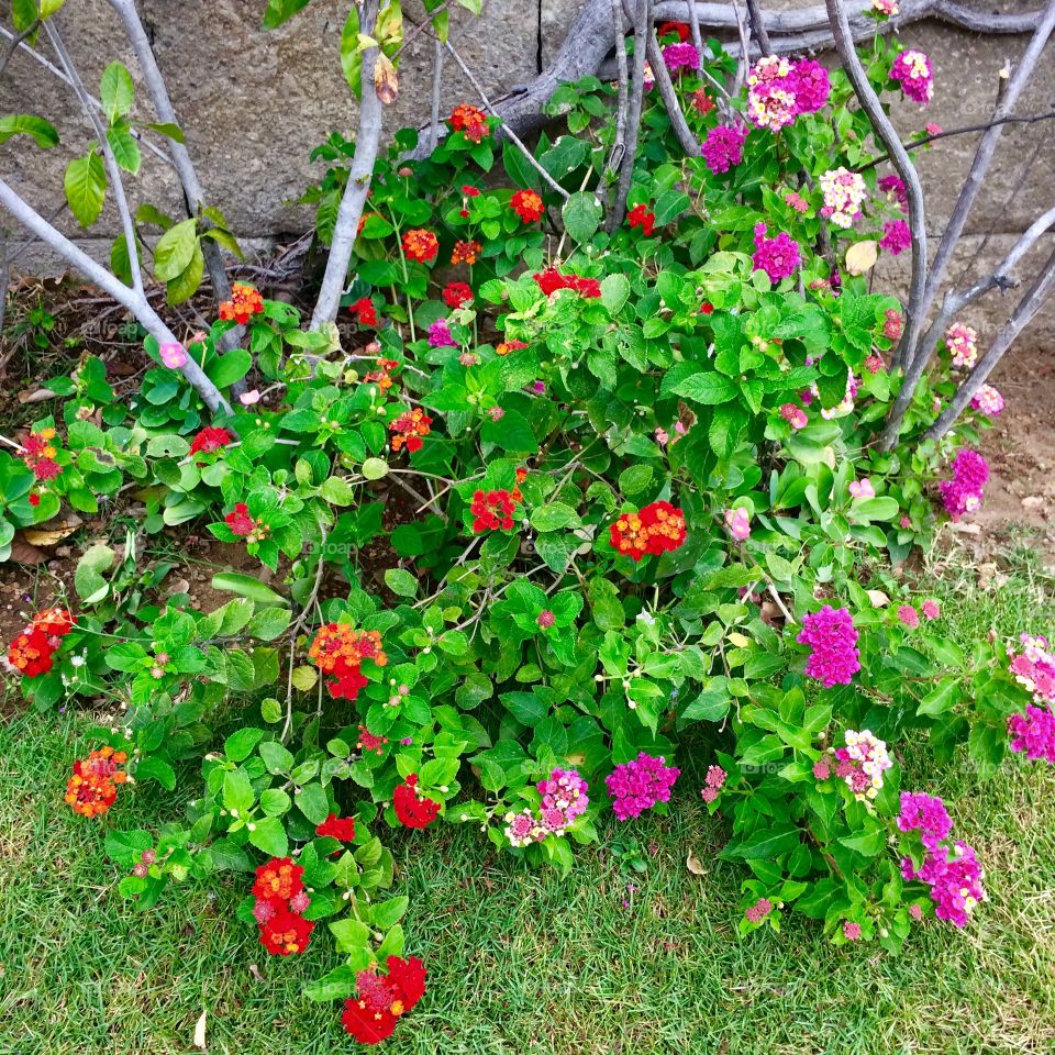colorful and lovely bush