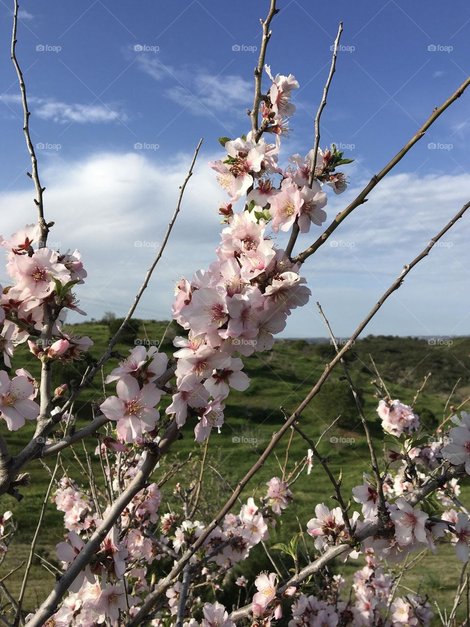 Almond tree blooming on countryside landscape 