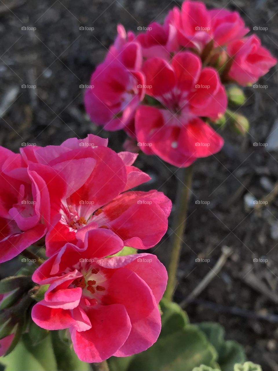 Pretty in pink! Pink flowers blooming in a friends garden… don’t know what they are tho!