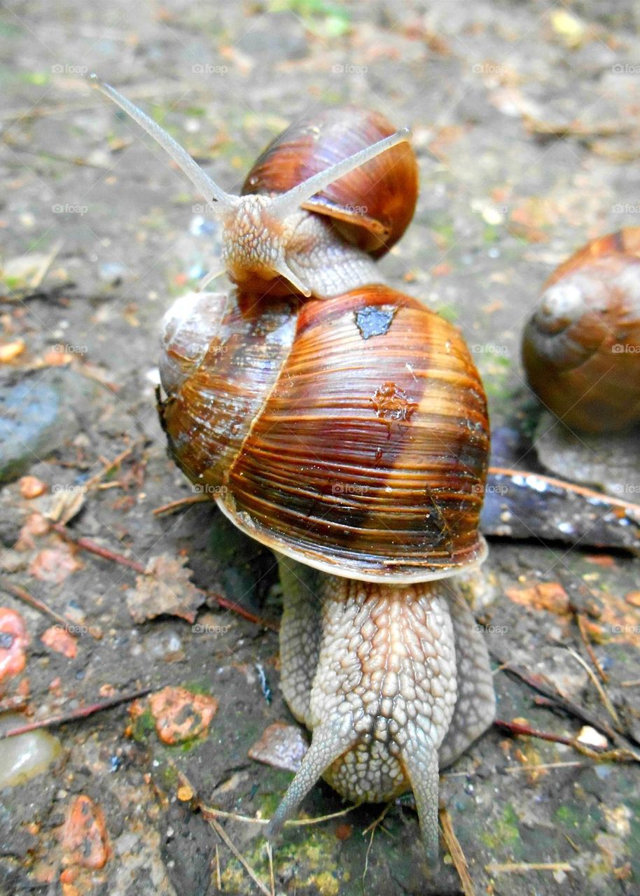 snails from the ground view