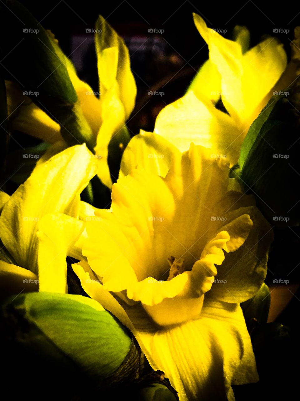 Daffodils from spring