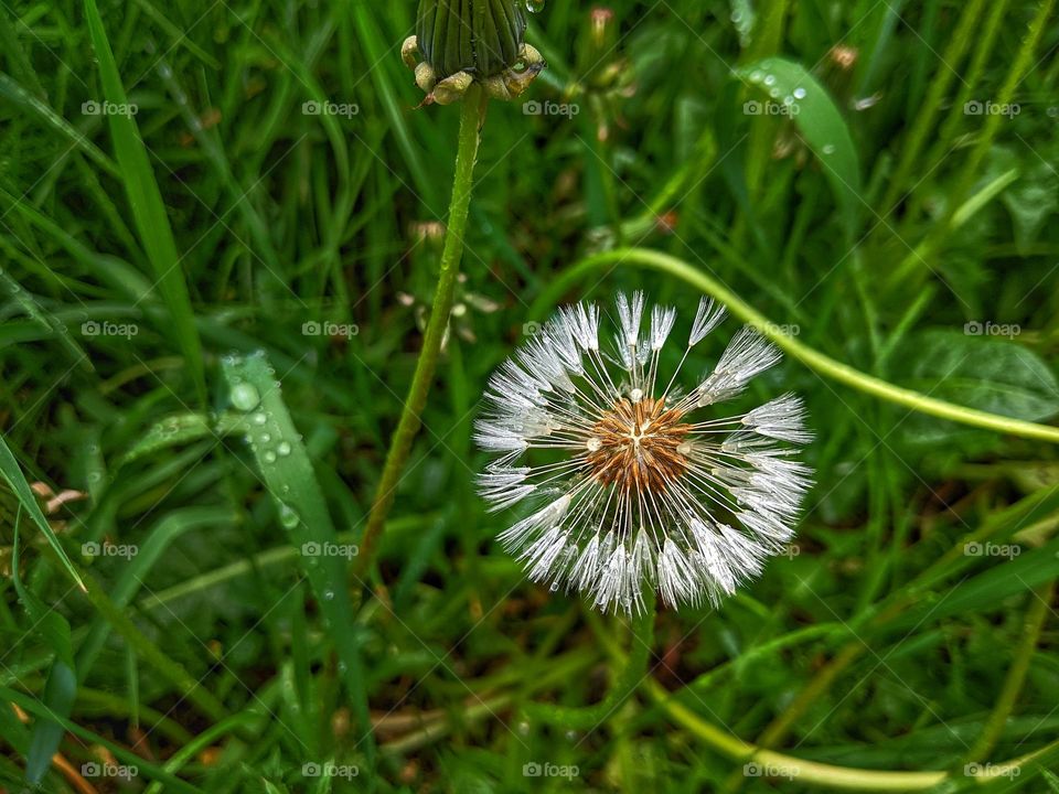 wet dandelion from the rain on the background of grass