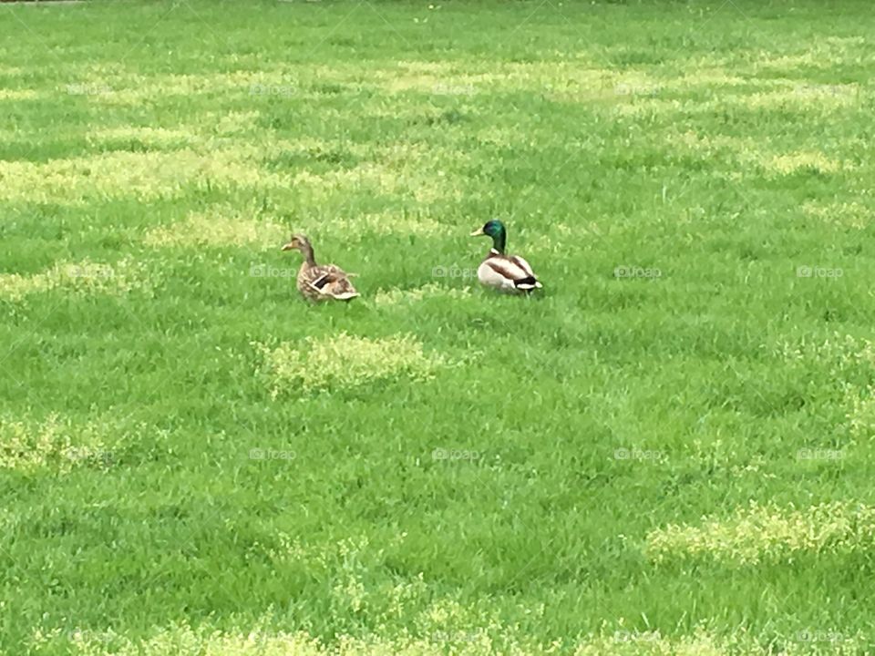 Ducks on Danbury Green