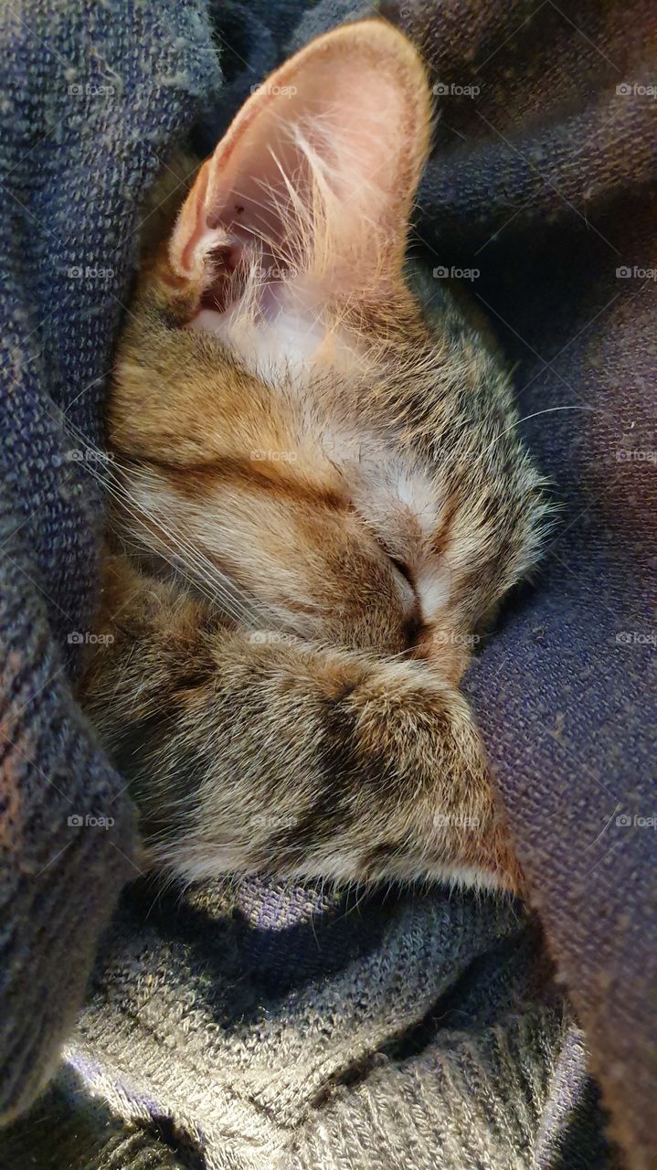 cat sleeping in a grey scarf