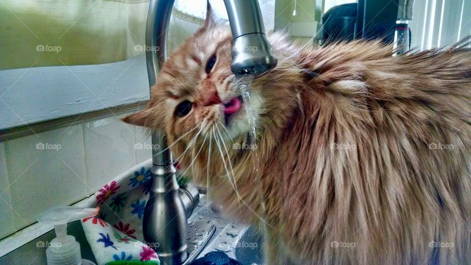 Leo the lion drinking from the faucet 