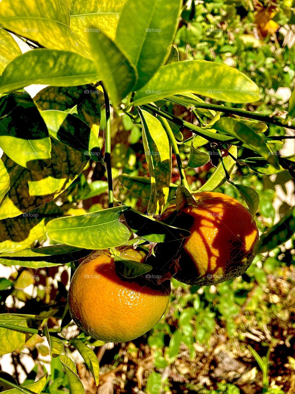 Ripening organic oranges