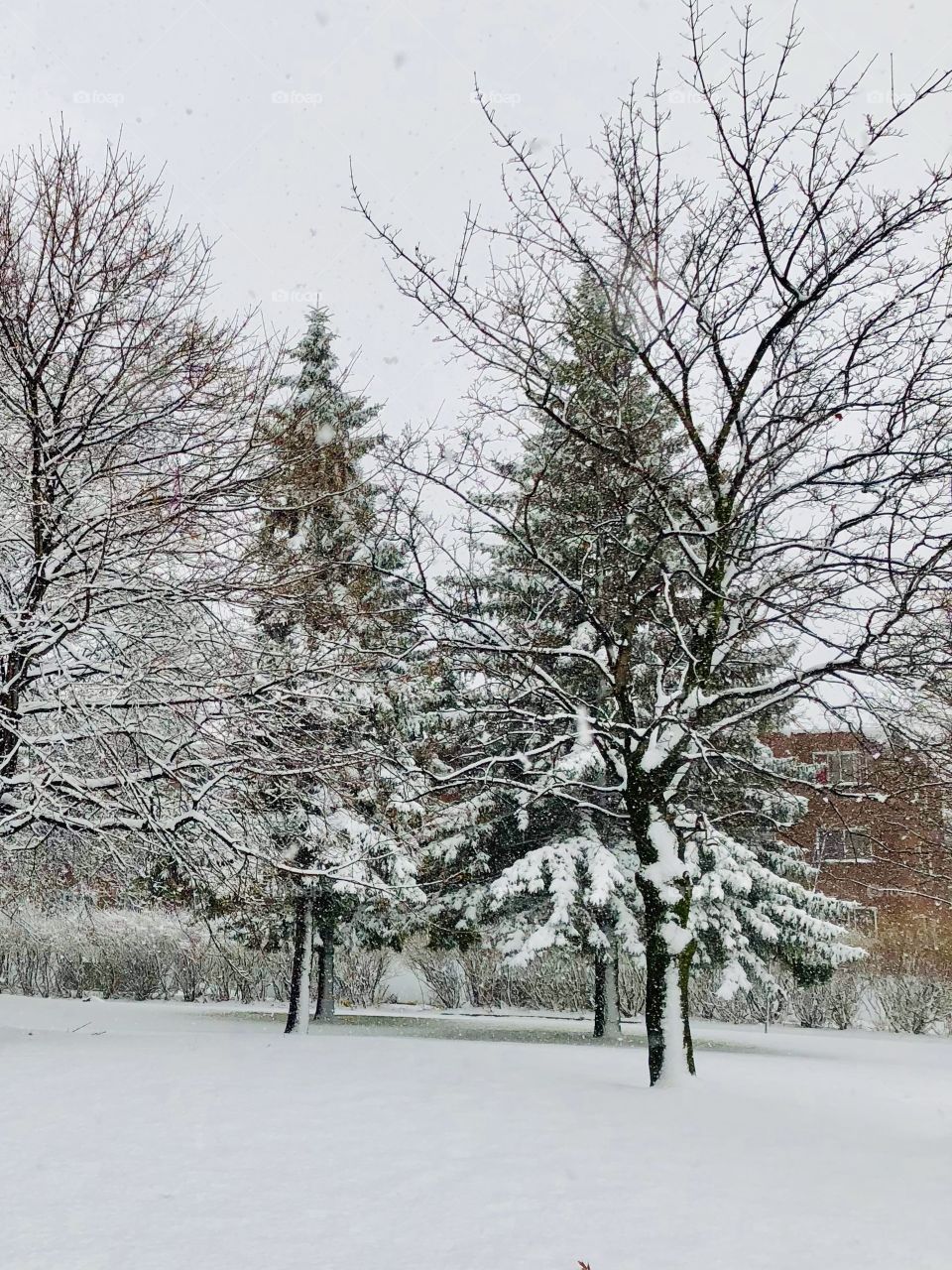 Fresh Snow Day02-November 27 2018-Montreal, Québec, Canada