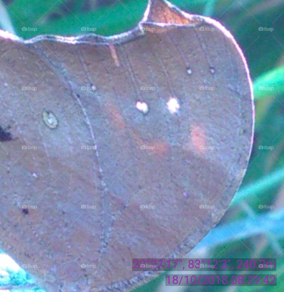 This is a beautiful gray betterfly so nice.