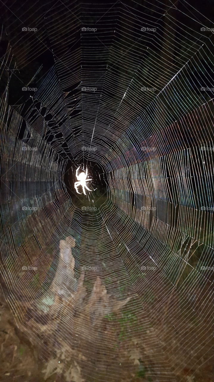 spider in web