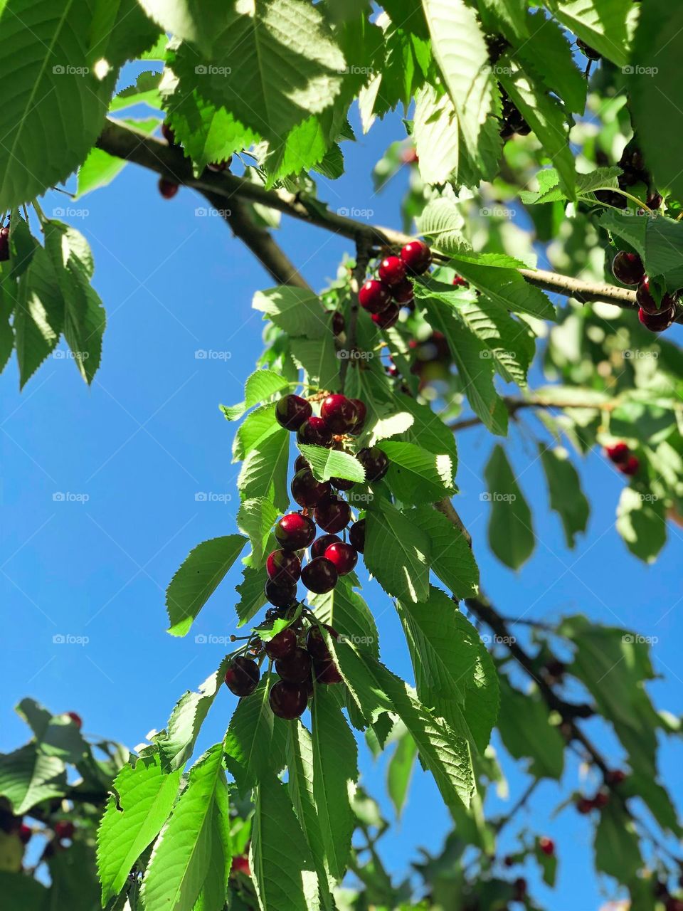a tree with red cherry