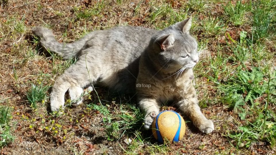 Grey colored furry pet cat laying in grass outside on sunny day with paw on the dogs toy ball