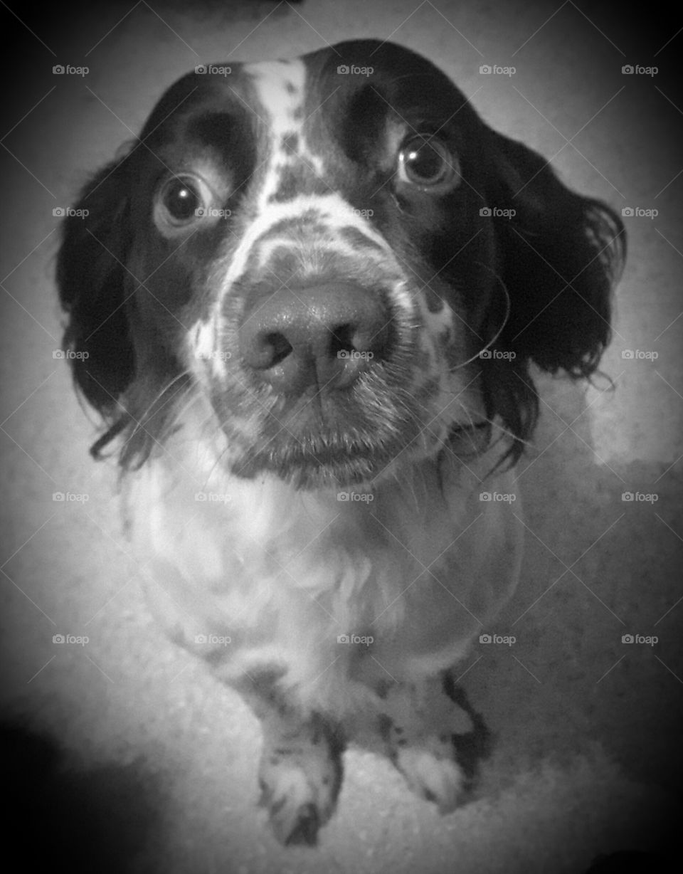 crazy daisy english springer spaniel