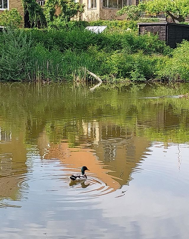 birds