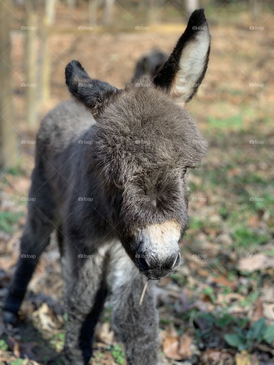 2 day old mini donkey 