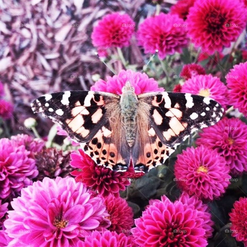 Butterfly on flowers 