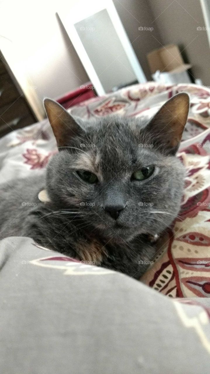 A cozy cat tucked into a gray comforter.