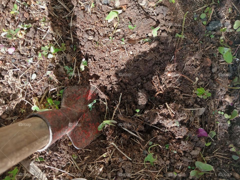 Preparing the ground to plant